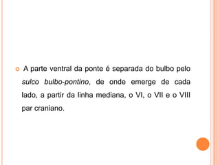  A parte ventral da ponte é separada do bulbo pelo
sulco bulbo-pontino, de onde emerge de cada
lado, a partir da linha mediana, o VI, o VII e o VIII
par craniano.
 
