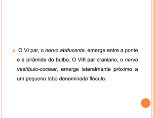  O VI par, o nervo abducente, emerge entre a ponte
e a pirâmide do bulbo. O VIII par craniano, o nervo
vestíbulo-coclear, emerge lateralmente próximo a
um pequeno lobo denominado flóculo.
 