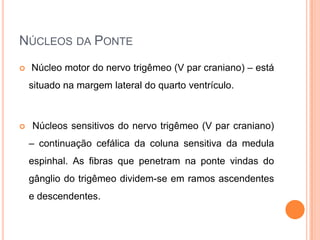 NÚCLEOS DA PONTE
 Núcleo motor do nervo trigêmeo (V par craniano) – está
situado na margem lateral do quarto ventrículo.
 Núcleos sensitivos do nervo trigêmeo (V par craniano)
– continuação cefálica da coluna sensitiva da medula
espinhal. As fibras que penetram na ponte vindas do
gânglio do trigêmeo dividem-se em ramos ascendentes
e descendentes.
 