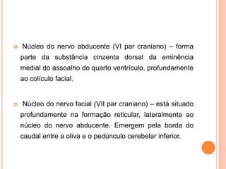  Núcleo do nervo abducente (VI par craniano) – forma
parte da substância cinzenta dorsal da eminência
medial do assoalho do quarto ventrículo, profundamente
ao colículo facial.
 Núcleo do nervo facial (VII par craniano) – está situado
profundamente na formação reticular, lateralmente ao
núcleo do nervo abducente. Emergem pela borda do
caudal entre a oliva e o pedúnculo cerebelar inferior.
 