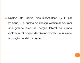  Núcleo do nervo vestíbulococlear (VIII par
craniano) – o núcleo da divisão vestibular ocupam
uma grande área na porção lateral do quarto
ventrículo. O núcleo da divisão coclear localiza-se
na porção caudal da ponte.
 