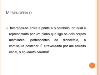 MESENCÉFALO
 Interpões-se entre a ponte e o cerebelo, do qual é
representado por um plano que liga os dois corpos
mamilares, pertencentes ao diencéfalo, à
comissura posterior. É atravessado por um estreito
canal, o aqueduto cerebral.
 
