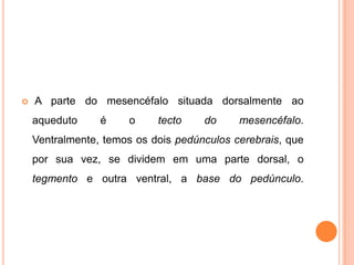  A parte do mesencéfalo situada dorsalmente ao
aqueduto é o tecto do mesencéfalo.
Ventralmente, temos os dois pedúnculos cerebrais, que
por sua vez, se dividem em uma parte dorsal, o
tegmento e outra ventral, a base do pedúnculo.
 
