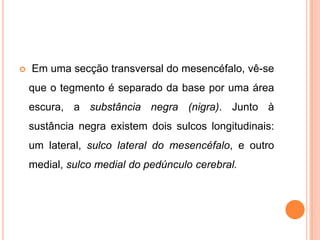  Em uma secção transversal do mesencéfalo, vê-se
que o tegmento é separado da base por uma área
escura, a substância negra (nigra). Junto à
sustância negra existem dois sulcos longitudinais:
um lateral, sulco lateral do mesencéfalo, e outro
medial, sulco medial do pedúnculo cerebral.
 