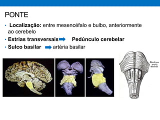 • Localização: entre mesencéfalo e bulbo, anteriormente
ao cerebelo
• Estrias transversais Pedúnculo cerebelar
• Sulco basilar artéria basilar
PONTE
 