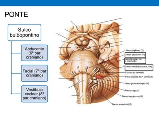 •
PONTE
Sulco
bulbopontino
Abducente
(6º par
craniano)
Facial (7º par
craniano)
Vestíbulo
coclear (8º
par craniano)
 