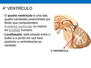 4° VENTRÍCULO
• O quarto ventrículo é uma das
quatro cavidades preenchidas por
fluido que compreendem
o sistema ventricular no interior
do encéfalo humano.
• Localização: está situado entre o
bulbo e a ponte em sua face
posterior e ventralmente ao
cerebelo
4º VENTRÍCULO
 