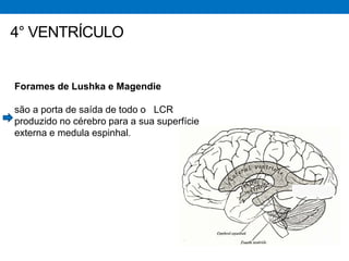 Forames de Lushka e Magendie
são a porta de saída de todo o LCR
produzido no cérebro para a sua superfície
externa e medula espinhal.
4° VENTRÍCULO
 