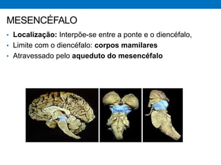 • Localização: Interpõe-se entre a ponte e o diencéfalo,
• Limite com o diencéfalo: corpos mamilares
• Atravessado pelo aqueduto do mesencéfalo
MESENCÉFALO
 