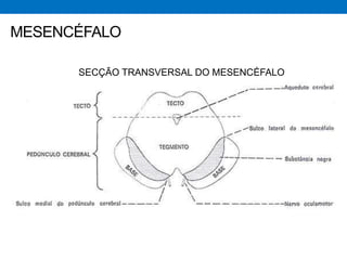 SECÇÃO TRANSVERSAL DO MESENCÉFALO
MESENCÉFALO
 