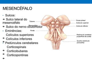 • Sulcos:
Sulco lateral do
mesencéfalo
Sulco do nervo oculomotor
• Eminências:
Colículos superiores
Colículos inferiores
• Pedúnculos cerebelares
Corticospinais
Corticobubares
Corticopontinas
MESENCÉFALO
 