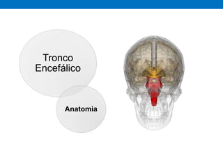 Tronco
Encefálico
Anatomia
 