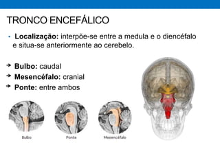 TRONCO ENCEFÁLICO
• Localização: interpõe-se entre a medula e o diencéfalo
e situa-se anteriormente ao cerebelo.
Bulbo: caudal
Mesencéfalo: cranial
Ponte: entre ambos
 