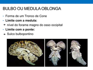 • Forma de um Tronco de Cone
• Limite com a medula:
nível do forame magno do osso occipital
• Limite com a ponte:
Sulco bulbopontino
BULBO OU MEDULAOBLONGA
 