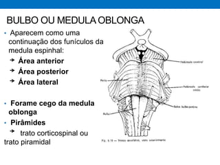 BULBO OU MEDULAOBLONGA
• Aparecem como uma
continuação dos funículos da
medula espinhal:
Área anterior
Área posterior
Área lateral
• Forame cego da medula
oblonga
• Pirâmides
trato corticospinal ou
trato piramidal
 