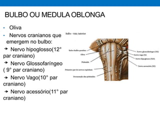 BULBO OU MEDULAOBLONGA
• Oliva
• Nervos cranianos que
emergem no bulbo:
Nervo hipoglosso(12°
par craniano)
Nervo Glossofaríngeo
( 9° par craniano)
Nervo Vago(10° par
craniano)
Nervo acessório(11° par
craniano)
 