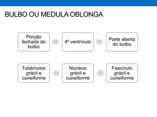 Porção
fechada do
bulbo
4º ventrículo
Parte aberta
do bulbo
Fascículo
grácil e
cuneiforme
Núcleos
grácil e
cuneiforme
Tubérculos
grácil e
cuneiforme
BULBO OU MEDULAOBLONGA
 