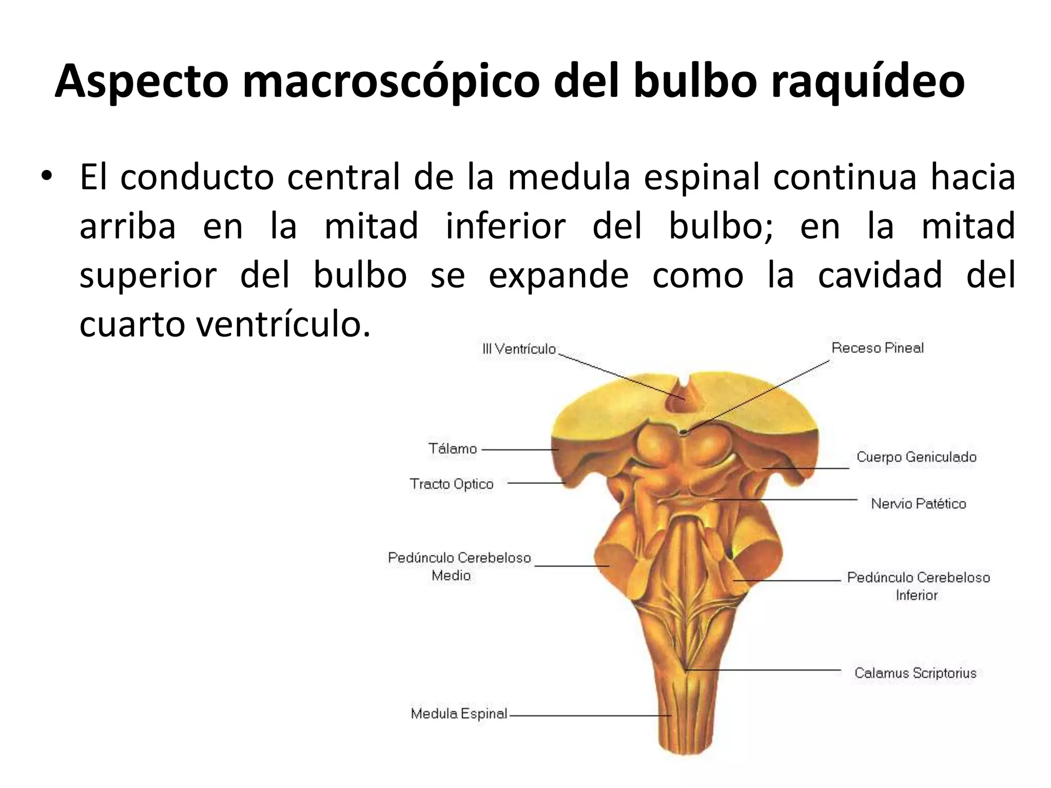 Tronco encefálico bulbo raquídeo | PPTX
