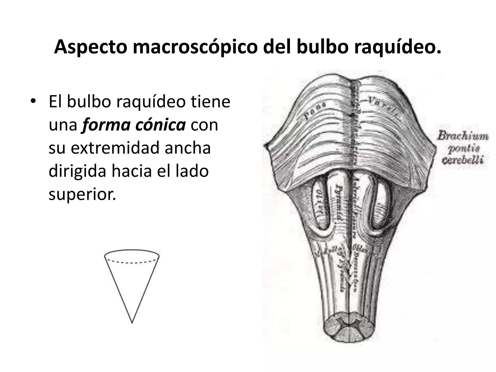 Tronco encefálico bulbo raquídeo | PPTX