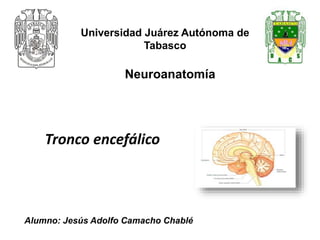 Universidad Juárez Autónoma de
Tabasco
Neuroanatomía
Alumno: Jesús Adolfo Camacho Chablé
Tronco encefálico
 