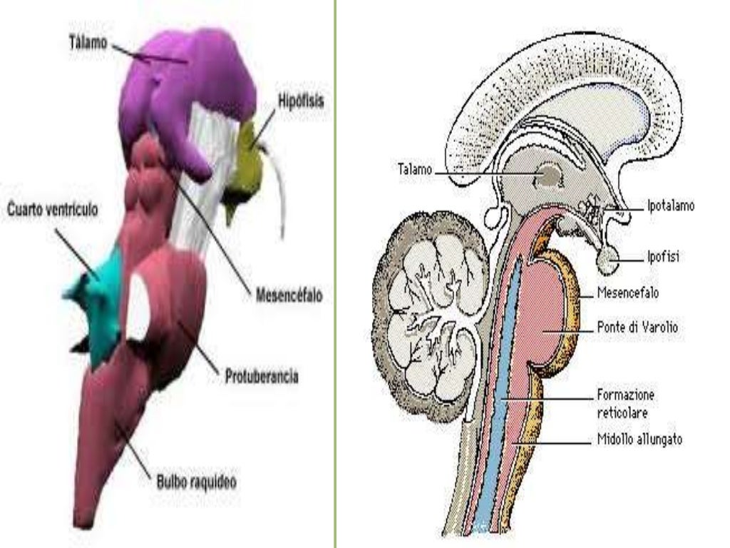 Tronco encefàlico, cerebro, cerebelo, neurotransmisores y receptores