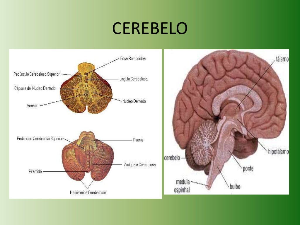 Tronco encefàlico, cerebro, cerebelo, neurotransmisores y receptores