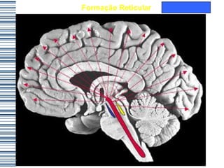 Formação Reticular
 