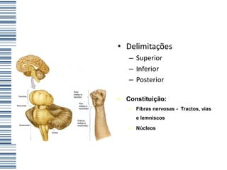 Organização Anatômica
           • Delimitações
              – Superior
              – Inferior
              – Posterior

           • Constituição:
              – Fibras nervosas - Tractos, vias
                e lemniscos

              – Núcleos
 