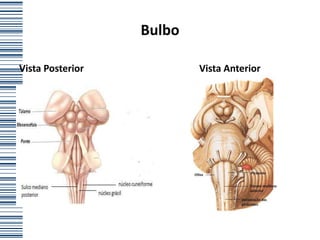 Bulbo

Vista Posterior           Vista Anterior
 