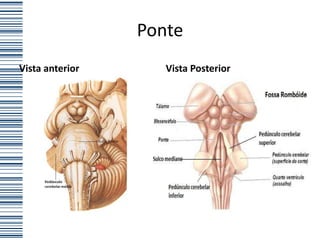 Ponte
Vista anterior      Vista Posterior
 