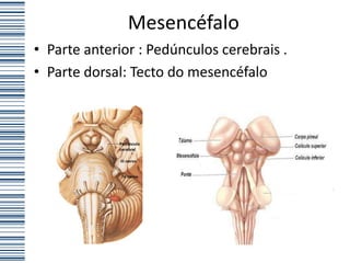 Mesencéfalo
• Parte anterior : Pedúnculos cerebrais .
• Parte dorsal: Tecto do mesencéfalo
 