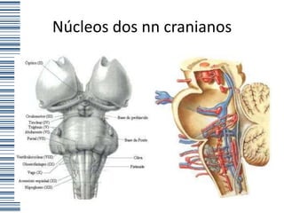 Núcleos dos nn cranianos
 