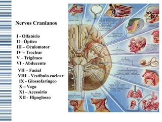 Nervos Cranianos

I - Olfatório
II - Óptico
III – Oculomotor
IV – Troclear
V – Trigêmeo
VI - Abducente
VII – Facial
VIII – Vestíbulo coclear
IX - Glossofaríngeo
X – Vago
XI – Acessório
XII - Hipoglosso
 