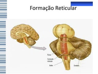 Formação Reticular
 