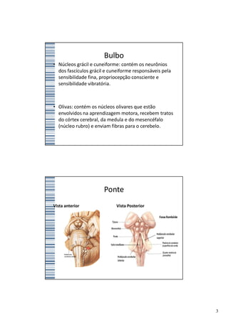 Bulbo
• Núcleos grácil e cuneiforme: contém os neurônios
  dos fascículos grácil e cuneiforme responsáveis pela
  sensibilidade fina, propriocepção consciente e
  sensibilidade vibratória.



• Olivas: contém os núcleos olivares que estão
  envolvidos na aprendizagem motora, recebem tratos
  do córtex cerebral, da medula e do mesencéfalo
  (núcleo rubro) e enviam fibras para o cerebelo.




                       Ponte
Vista anterior               Vista Posterior




                                                         3
 