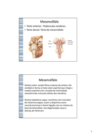 Mesencéfalo
  • Parte anterior : Pedúnculos cerebrais .
  • Parte dorsal: Tecto do mesencéfalo




                 Mesencéfalo
• Núcleo rubro: recebe fibras motoras do córtex e do
  cerebelo e forma o trato rubro-espinhal que chega a
  medula espinhal com a função de motricidade
  voluntária dos músculos distais dos membros.

• Núcleo Substância negra: neurônios com inclusões
  de melanina (negra). Usam a dopamina como
  neurotransmissor e fazem ligação com os núcleos da
  base do telencéfalo. Sua degeneração causa a
  doença de Parkinson.




                                                        4
 