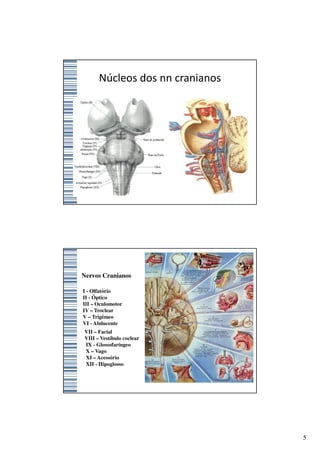 Núcleos dos nn cranianos




Nervos Cranianos

I - Olfatório
II - Óptico
III – Oculomotor
IV – Troclear
V – Trigêmeo
VI - Abducente
VII – Facial
VIII – Vestíbulo coclear
IX - Glossofaríngeo
X – Vago
XI – Acessório
XII - Hipoglosso




                                 5
 