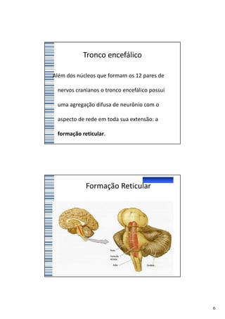 Tronco encefálico

Além dos núcleos que formam os 12 pares de

 nervos cranianos o tronco encefálico possui

 uma agregação difusa de neurônio com o

 aspecto de rede em toda sua extensão: a

 formação reticular.




            Formação Reticular




                                               6
 