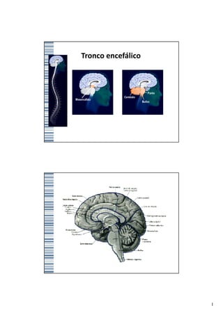 Tronco encefálico




                    1
 