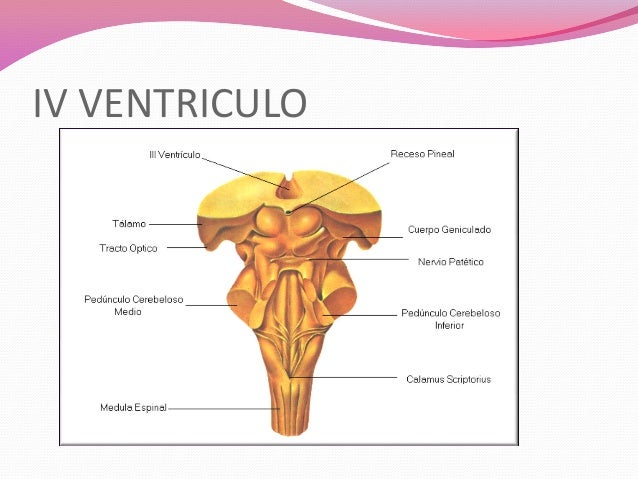 cuarto ventriculo tronco encef 225 lico expo cuarto ventriculo tronco encef 225 lico expo