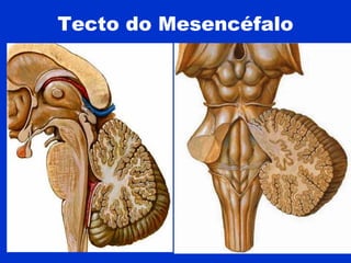 Tecto do Mesencéfalo
 