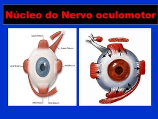Núcleo do Nervo oculomotor
 