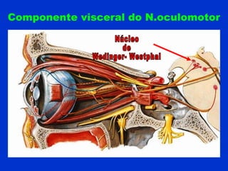 Componente visceral do N.oculomotor
 