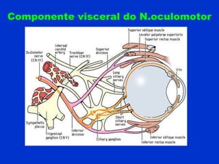Componente visceral do N.oculomotor
 