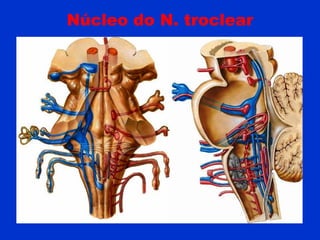 Núcleo do N. troclear
 