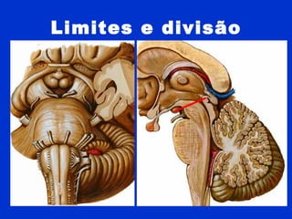 Limites e divisão
 