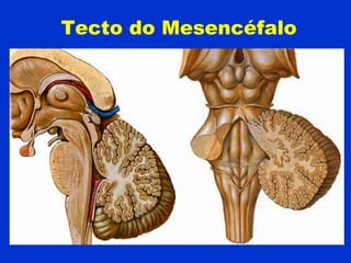 Tecto do Mesencéfalo
 
