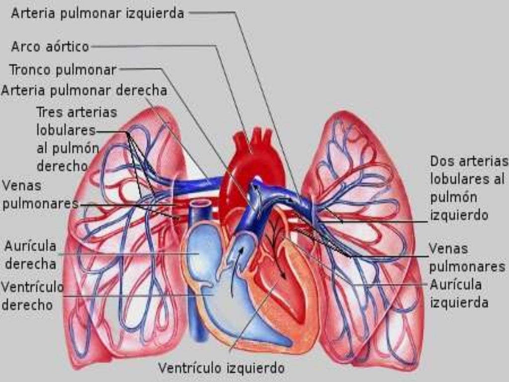 Tronco pulmonar