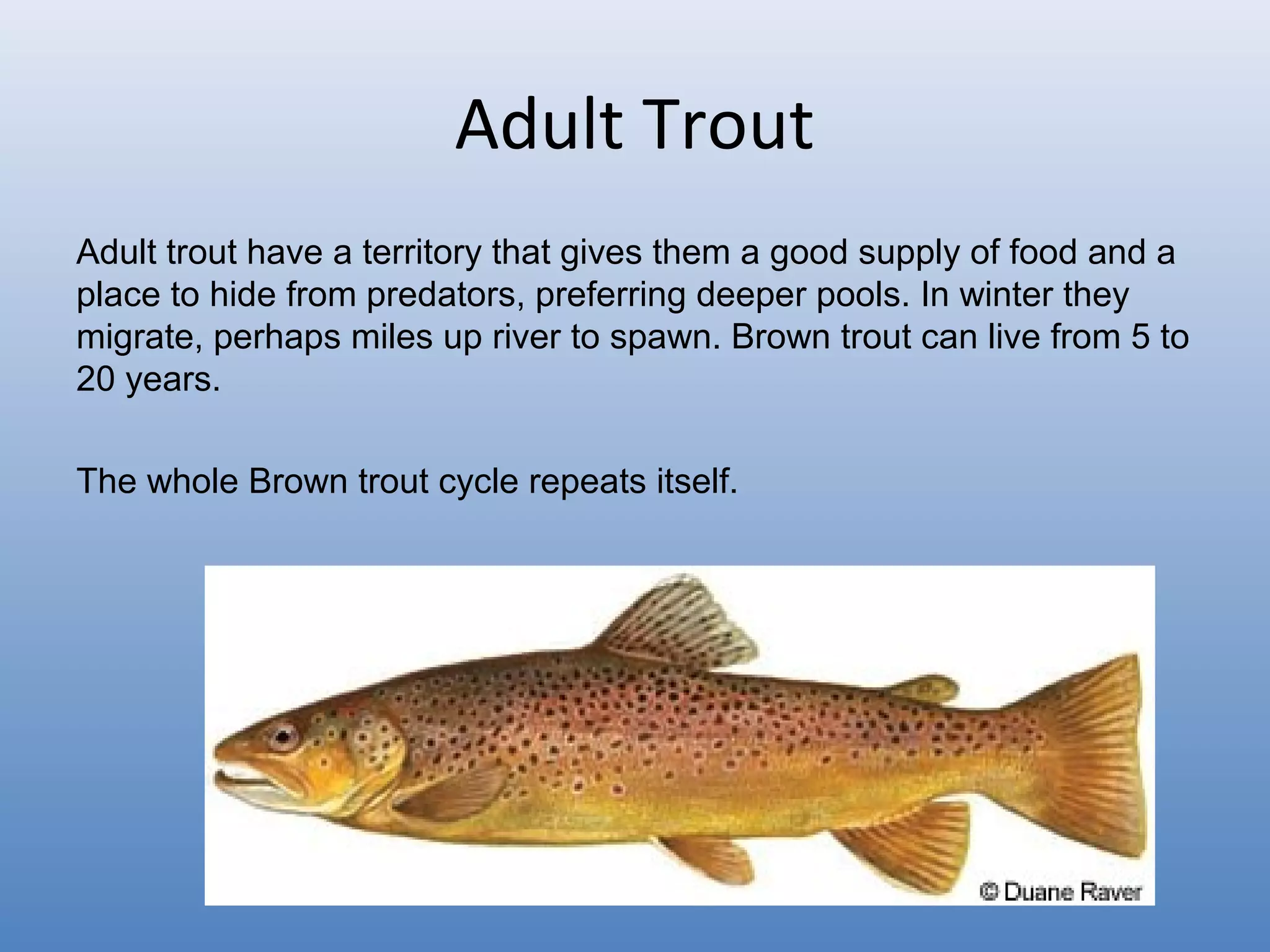 Troot Troot cycle | PPT