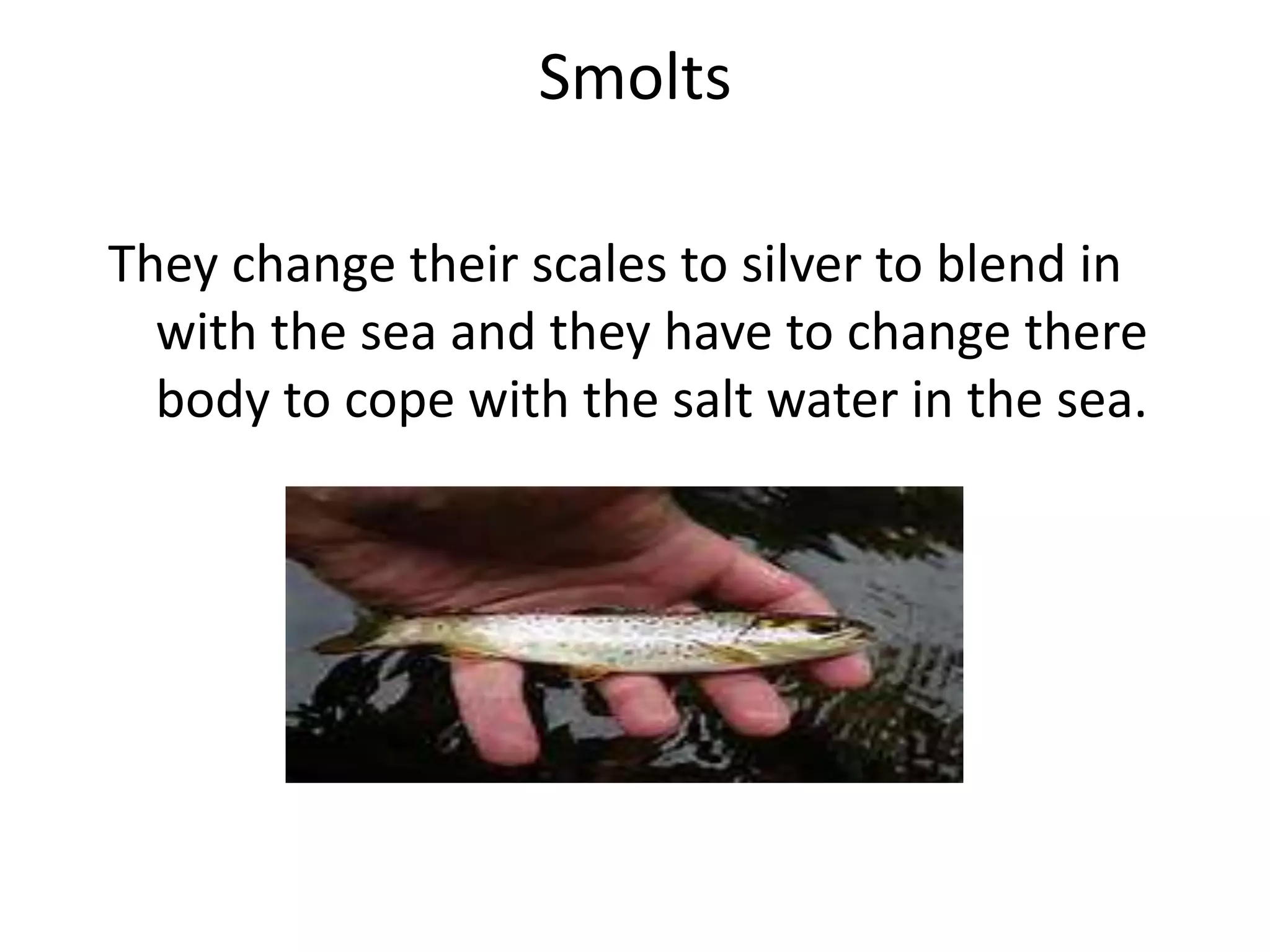 Smolts
They change their scales to silver to blend in
with the sea and they have to change there
body to cope with the salt water in the sea.